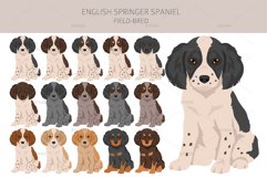 English Springer Spaniel field-bred Product Image 5