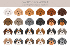 Cavapoo. Cavalier Spaniel-Poodle mix Product Image 5
