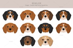 Beaglier-Beagle Cavalier Spaniel mix Product Image 5