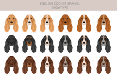 English Cocker Spaniel show-type Product Image 5