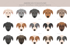 American Staghound dog Product Image 5