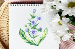 Chicory Plant Watercolor Collection Product Image 3