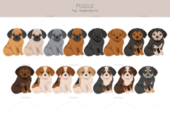 Puggle Pug Beagle mix Product Image 4
