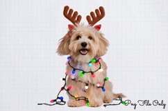 Christmas Dog Clipart Bundle PNG Product Image 10
