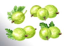 Gooseberry. Watercolor collection Product Image 7