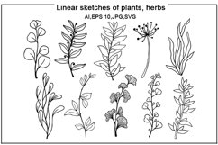 Set of linear sketches of plants,meadow herbs Product Image 1