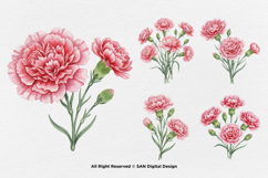 15 Bundle Watercolor Carnations Flower Botanical Bouquet Product Image 6