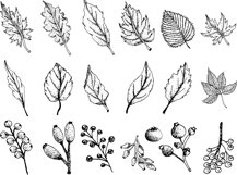 Vector Autumn Leaves Product Image 2