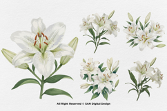 15 Bundle Watercolor White Lily Flower Wedding Minimalist Product Image 6