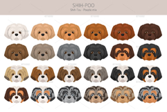 Shih Poo, Shih Tzu Poodle mix Product Image 5