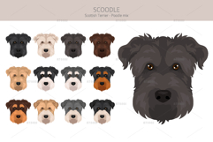 Scoodle, Scottiepoo dog mix Product Image 5