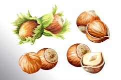 Huzelnuts. Hand drawn watercolor collection Product Image 7
