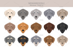 Weimardoodle. Weimaraner Poodle mix Product Image 5