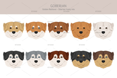 Goberian dog mix Product Image 5