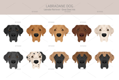 Labradane. Labrador/Great Dane mix Product Image 5