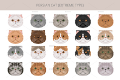 Persian cat. Extreme type Product Image 5