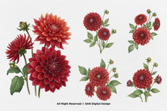 15 Bundle Watercolor Red Dahlias Flower Blossom Bouquet Product Image 6