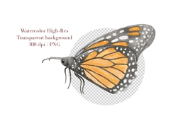 Watercolor Insects &amp; Bugs Clipart Product Image 4