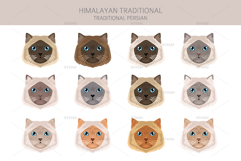 Himalayan Persian. Traditional type Product Image 4