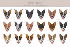 Texas Heeler dog Product Image 5