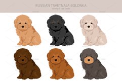 Russian Tsvetnaja Bolonka clipart Product Image 3