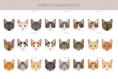 Domestic shorthair cat Product Image 6