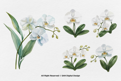 15 Bundle Watercolor Orchid Flower Blossom Botanical Product Image 6