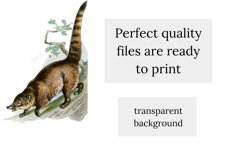 Wild Animals, Vintage Polar Bear Clipart, Raccoon Clipart Product Image 6