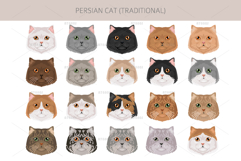 Persian cat. Traditional type Product Image 5
