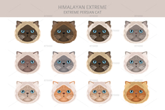 Himalayan Persian. Extreme type Product Image 5