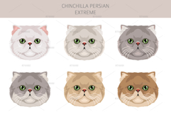 Chinchilla Persian. Extreme type Product Image 5