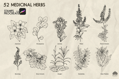 Medicinal herbs Part 2 Procreate stamp brushes Product Image 6