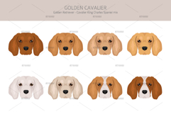 Golden Cavalier dog mix Product Image 5