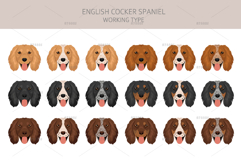 English Cocker Spaniel working-type Product Image 5
