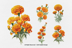 15 Bundle Watercolor Marigold Rose Flower Floral Botanical Product Image 6