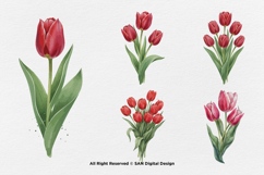 15 Bundle Watercolor Tulips Flower Botanical Painting Spring Product Image 6