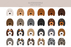 Aussiedoodle, Aussie Poodle mix Product Image 6