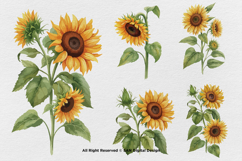 15 Bundle Watercolor Sun Flower Rose Flower Floral Botanical Product Image 6