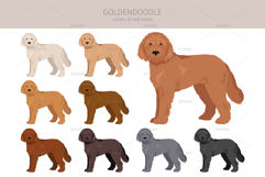 Goldendoodle Goldie Poodle mix Product Image 8