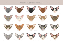 Oriental Shorthair cat Product Image 5