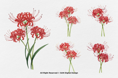15 Bundle Watercolor Spider Lily Flower Higanbana Autumn Product Image 6