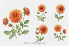 15 Bundle Watercolor Dahlia Flower Blossom Orange Floral Product Image 6