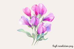 Sweet Pea Flower Watercolor Clipart Bundle PNG Product Image 11