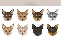 Coydog. Coyote - Domestic dog mix Product Image 5