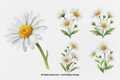 15 Bundle Watercolor Daisy Flower White Floral Chamomile Product Image 6