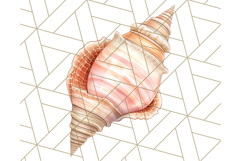 Natural Seashell Clipart PNG, Summer Nautical Beach Shell Product Image 2
