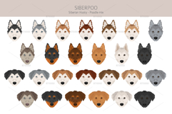Siberpoo Siberian Husky Poodle mix Product Image 5