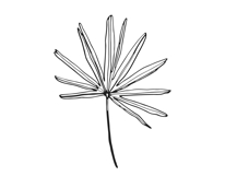 Palm Leaves svg, Botanical png Product Image 11