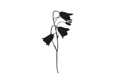 Botanical bundle - svg, png Product Image 9