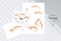 Watercolor Shrimp Life Cycle Set Bundle Product Image 5
